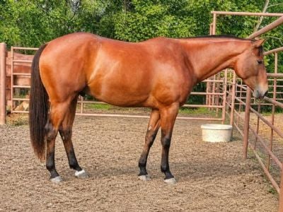 Whiskey Up Roper JW <BR> AQHA 6005068